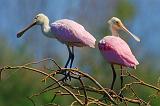 Two Spoonbills Atop A Tree_45090